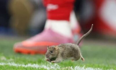 Rat invades the pitch during Wales vs Belgium World Cup qualifier at Cardiff City Stadium