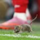 Rat invades the pitch during Wales vs Belgium World Cup qualifier at Cardiff City Stadium