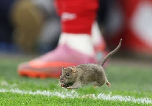 Rat invades the pitch during Wales vs Belgium World Cup qualifier at Cardiff City Stadium