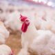 Prices Of Chicken: What Families Should Expect This Christmas