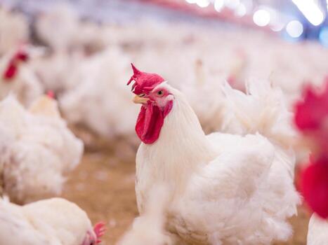 Prices Of Chicken: What Families Should Expect This Christmas